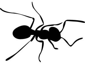 Трафареты Муравья