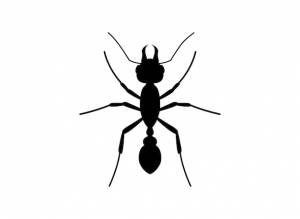 Вид сверху силуэт муравей