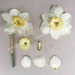 Выкройки для нарцисса из фоамирана