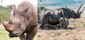 Новая находка помогла разгадать загадку рога шерстистого носорога