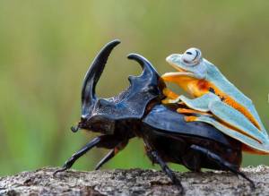 Жук-носорог