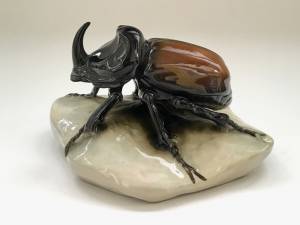 Жук носорог в природе