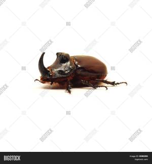 Жук носорог в природе