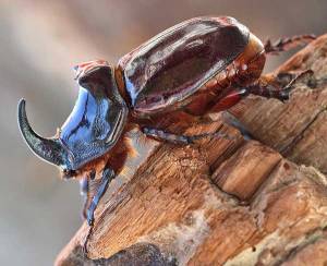 Жук-носорог обыкновенный