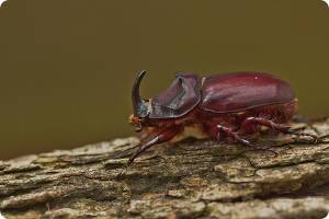 Жук-носорог обыкновенный