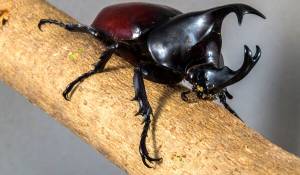 ЖУК НОСОРОГ ᐈ Фото и описание ✓