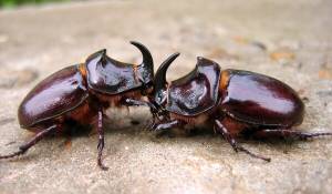 ЖУК НОСОРОГ ᐈ Фото и описание ✓