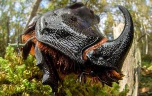 Жук носорог