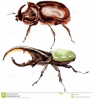 Жук носорог в природе