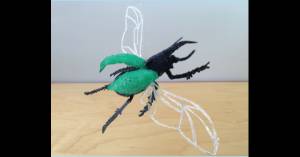 Жук-носорог