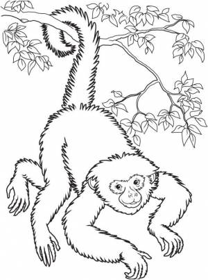 11 Décent Coloriage Singe Gallery