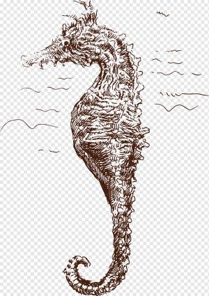 Морской конек, нарисованный бегемот, акварель, шаблон, животные png