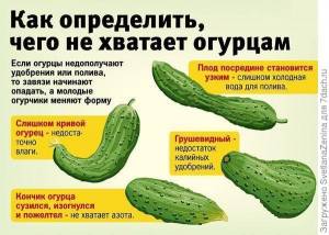 Почему огурцы такой формы?