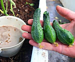 Злой огурец