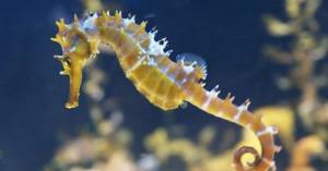 Ученые объясн биологический смысл формы тела морских коньков