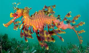 Плывущие стоя