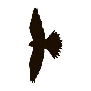 Одноразовый трафарет парящий орел