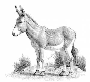 Рисунок осла с черно-белой мордой
