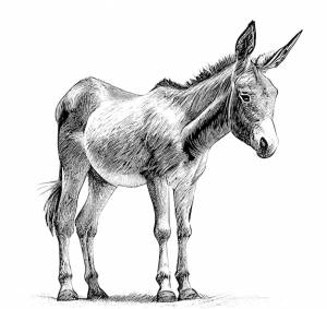 Черно-белый рисунок осла с белым лицом и белым носом