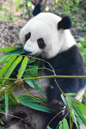 Панда ест бамбук изображение_Фото номер 501327708_JPG Формат изображения_ru