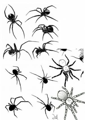 Простой рисунок паука