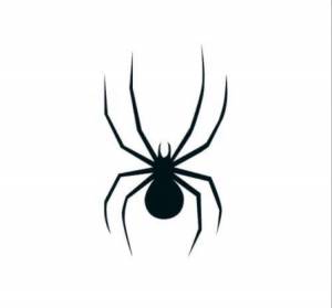 Паук черно белый рисунок