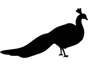 Трафареты Павлина