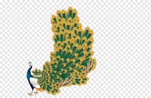 Шаблон, павлин, шаблон, животные, павлин перо png