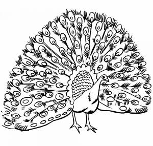 Раскраска павлина с распущенным хвостом