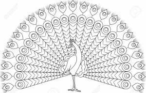 Раскраска павлина с распущенным хвостом