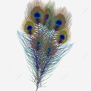 Павлиньи перья PNG , павлина, пух Перо, Хвост PNG картинки и пнг PSD рисунок для й загрузки