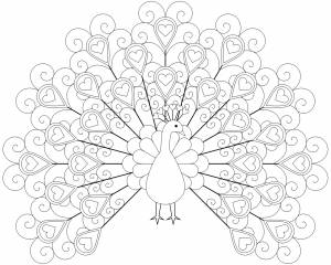 Раскраска Павлин