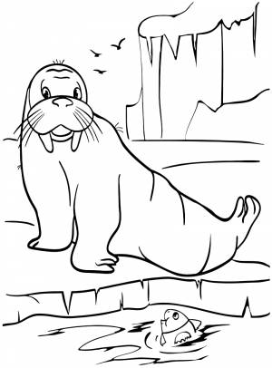 Морж раскраска для детей