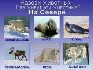 ЖИВОТНЫЕ СЕВЕРА