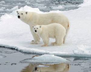 Крупные животные Арктики