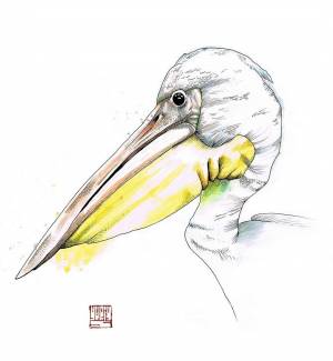 Пеликан птица