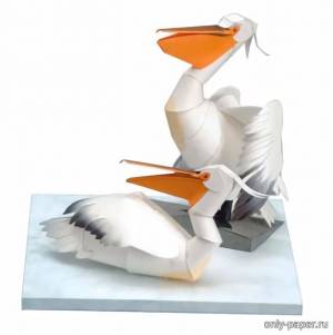 Далматинский Пеликан