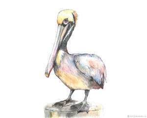 Пеликан птица