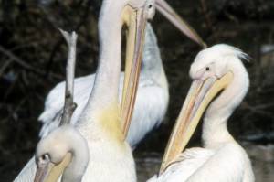 Жительница Омской области приютила отбившегося от стаи пеликана