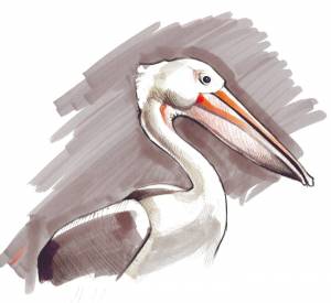 Пеликан легкий рисунок