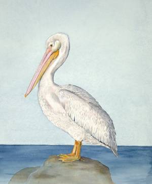 Пеликан рисунок