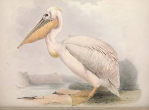 Паннич гильемот далматинский Пеликан европейские птицы Картина на холсте винтажная Наклейка на стену с искусственным покрытием домашний Декор подарок