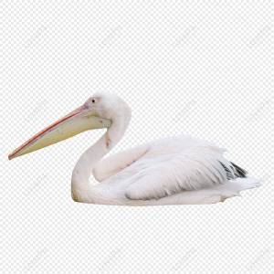 Пеликан изображение_Фото номер 401942680_PNG Формат изображения_ru