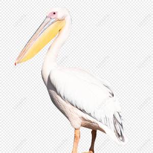 Большой пеликан изображение_Фото номер 401954730_PNG Формат изображения_ru