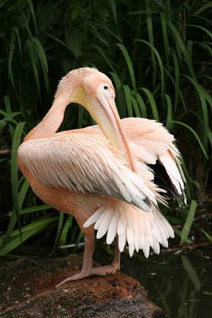 пеликан ухаживает за своими перьями животное перо пеликана Фото Фон И картинка для й загрузки