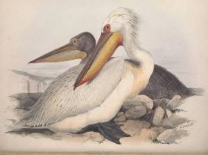 Паннич гильемот далматинский Пеликан европейские птицы Картина на холсте винтажная Наклейка на стену с искусственным покрытием домашний Декор подарок