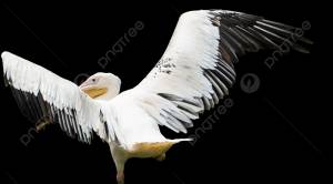 пеликан расправить крылья птица животное PNG , птицы, дикий, животное PNG рисунок для й загрузки