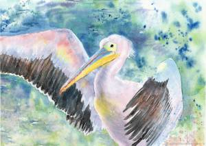 Пеликан в природе