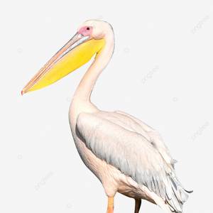 пеликан PNG , животное, птицы, натуральный PNG рисунок для й загрузки