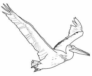 Раскраска Пеликан